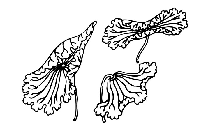 ļ:AI_huacao151.jpg  ߴ:683×467