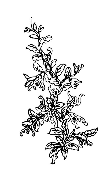 ļ:AI_huacao138.jpg  ߴ:405×695