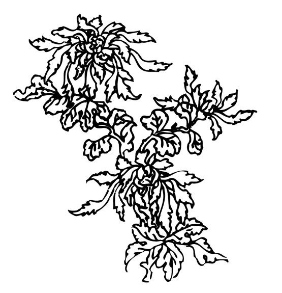 ļ:AI_huacao149.jpg  ߴ:555×575