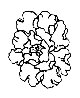 ļ:AI_huacao301.jpg  ߴ:259×317