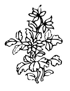 ļ:AI_huacao290.jpg  ߴ:236×305