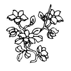 ļ:AI_huacao299.jpg  ߴ:278×275