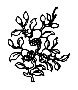 ļ:AI_huacao298.jpg  ߴ:259×300