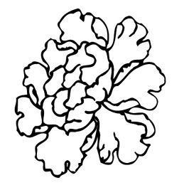 ļ:AI_huacao289.jpg  ߴ:259×267