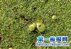 世界上果实最小的植物