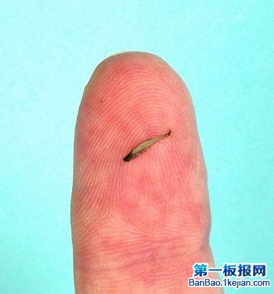 世界上最轻的鱼