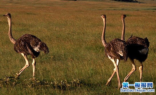 世界上最大的鸟