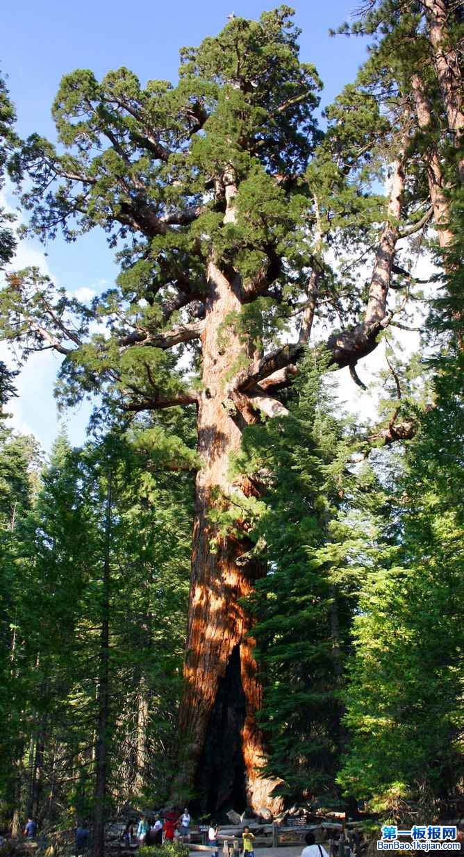 世界上最大的树