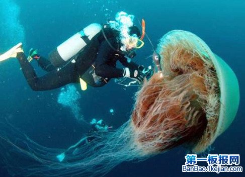 世界上最大的水母