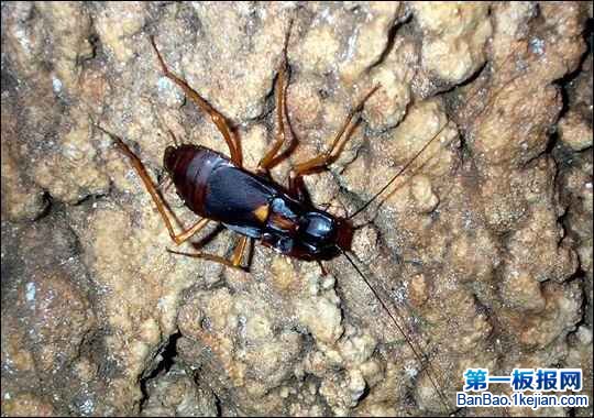 世界上最大的蟑螂