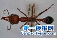 世界上最大的蚂蚁