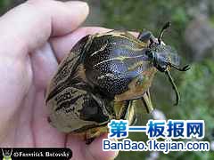 世界上最大的甲虫