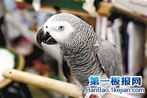 世界上最聪明的鹦鹉