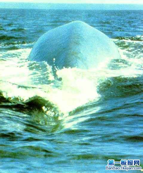 ĶBlue whale