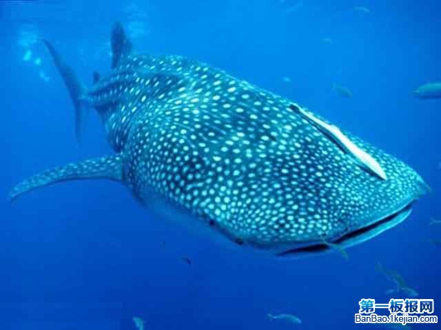 㡪裨Whale shark