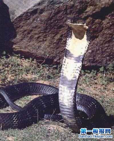 世界上最长的毒蛇——眼睛王蛇