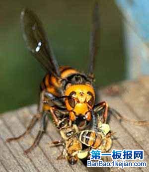 桪ձƷ䡡Japanese Giant Hornet