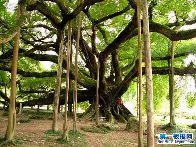 世界上树冠最大的树——榕树