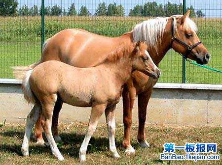 世界上首匹克隆马