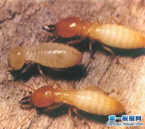 对建筑物危害最大的昆虫——白蚁