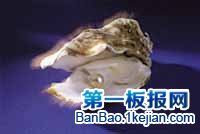 世界上最大的珍珠