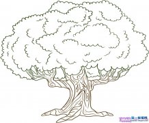 ʻoak tree