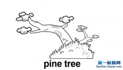 ʻpine tree