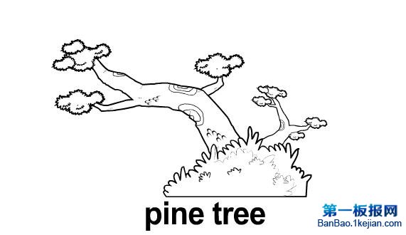 pine tree.jpg