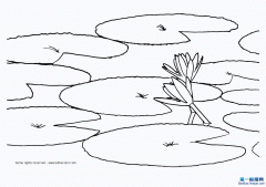˯ʻWater Lily