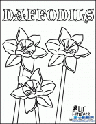 ˮɻʻdaffodils.
