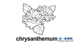 ջʻchrysanthemu