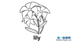 ٺϻʻͼƬlily