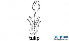 ʻtulip