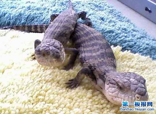 �����������ͷ�����������