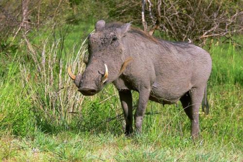 世界上最丑的猪