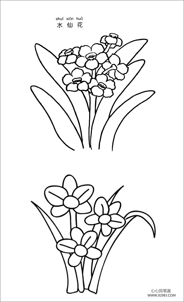 水仙花简笔画