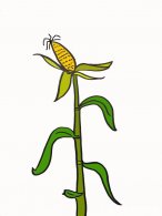 植物简笔画，玉米杆子简笔