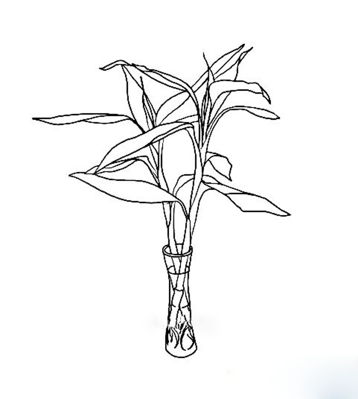 简单的植物简笔画富贵竹简笔画